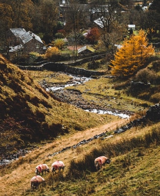 A valley with sheeps and a house in distance